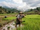 Myanmar farmers